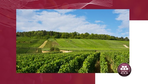 Ilustração blog https://www.abs-brasil.com/noticia/abs-estaduais/vinicolas-de-sao-paulo-historia-e-enoturismo